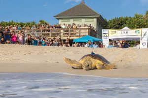 tour de turtles