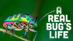 Real Bug's Life