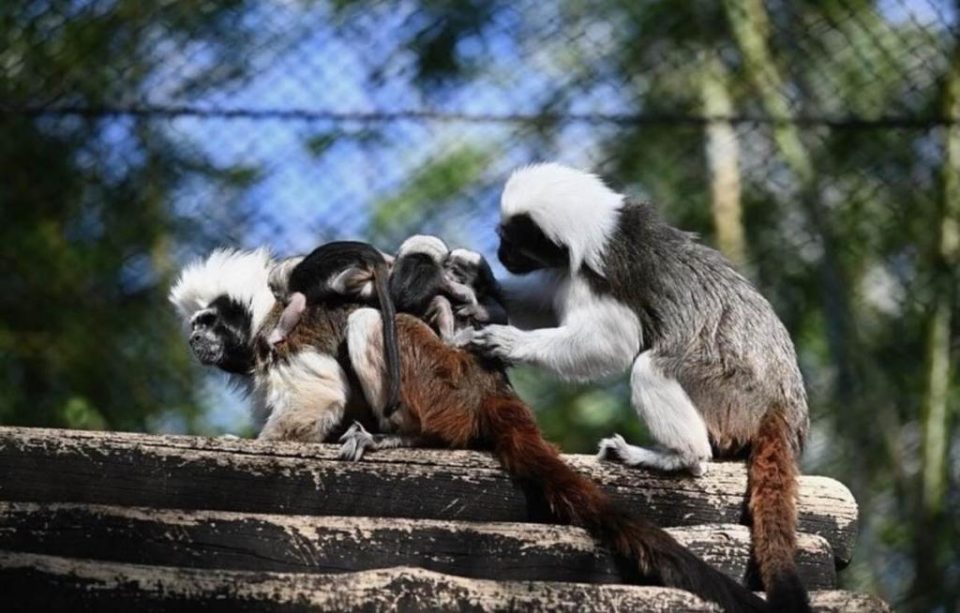 tamarin animal kingdom