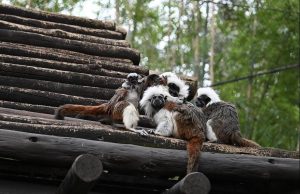 tamarin animal kingdom