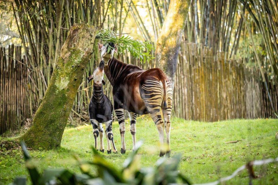 animal kingdom okapi