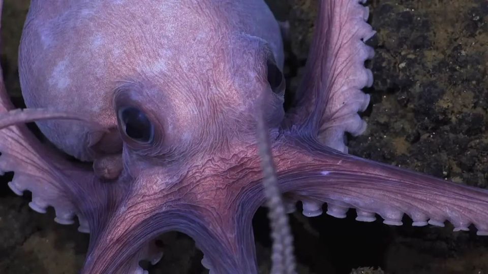 secrets of octopus