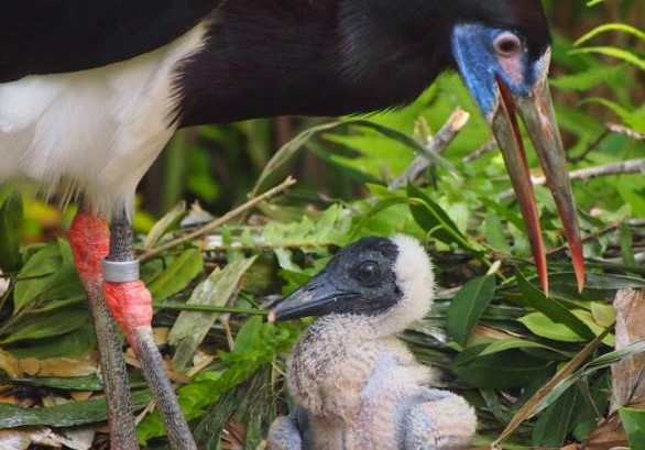 animal kingdom naissance
