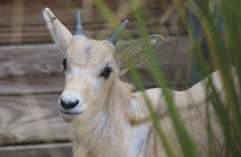 addax animal kingdom