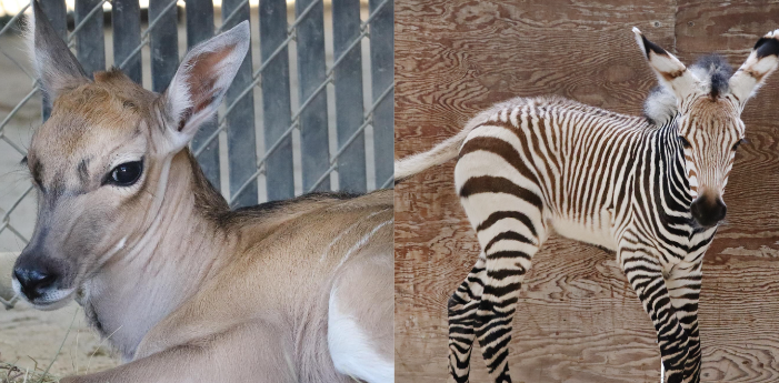 naissances animal kingdom