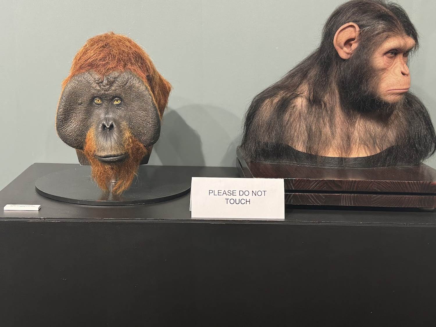 planète singes sdcc