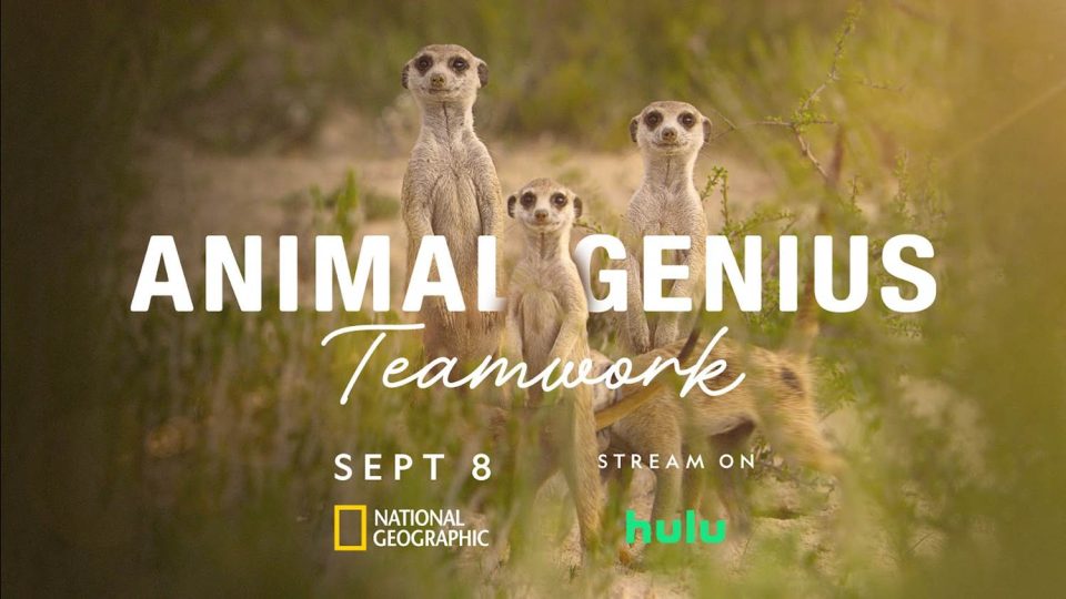animal genius