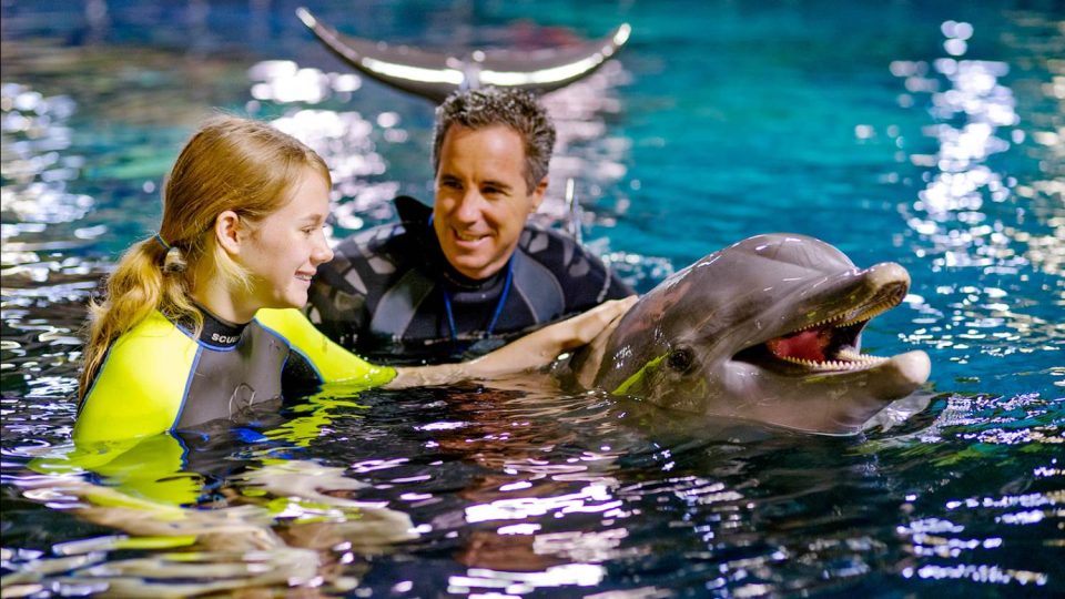 dauphins walt disney world
