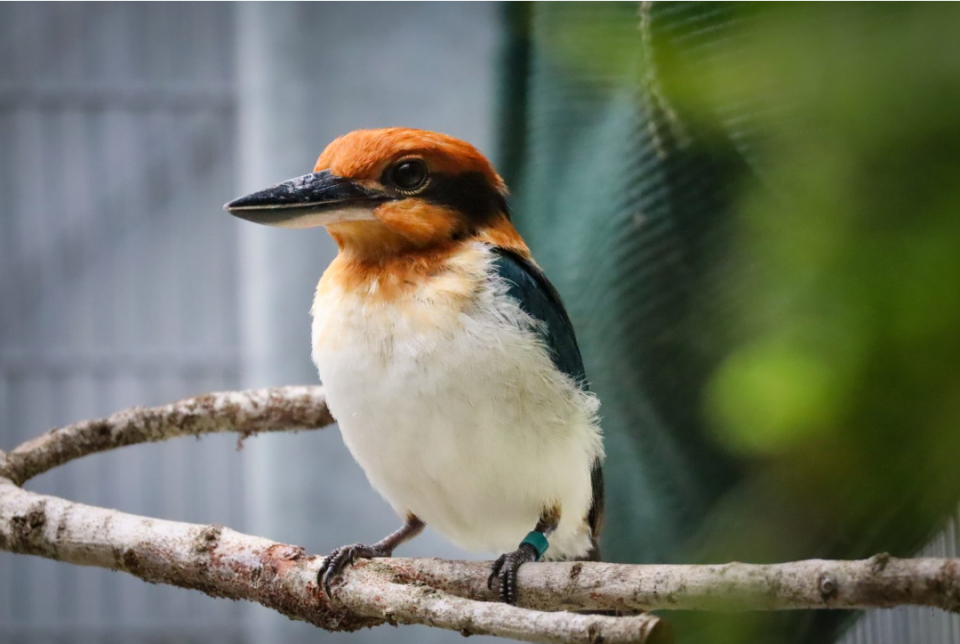 oiseau animal kingdom
