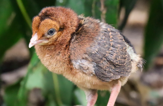 poussins animal kingdom