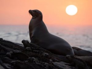 otaries des galapagos