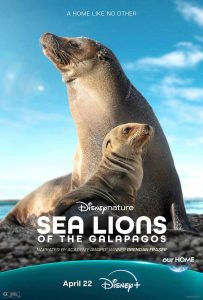 otaries des galápagos affiche