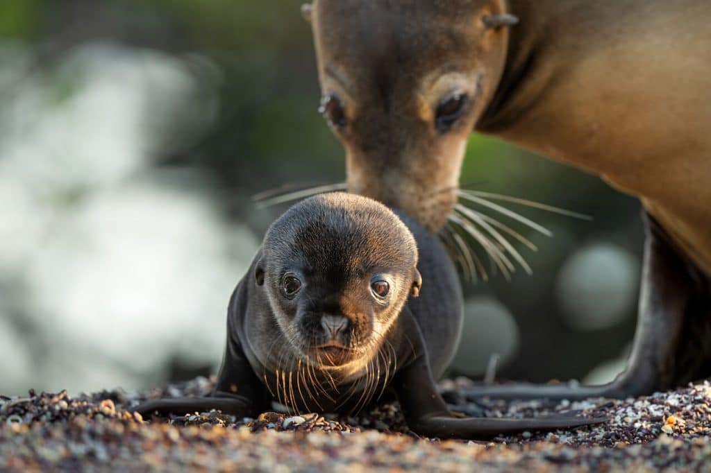 Otaries Des Gal pagos Le Film Disneynature 2025 D voile Ses Images 