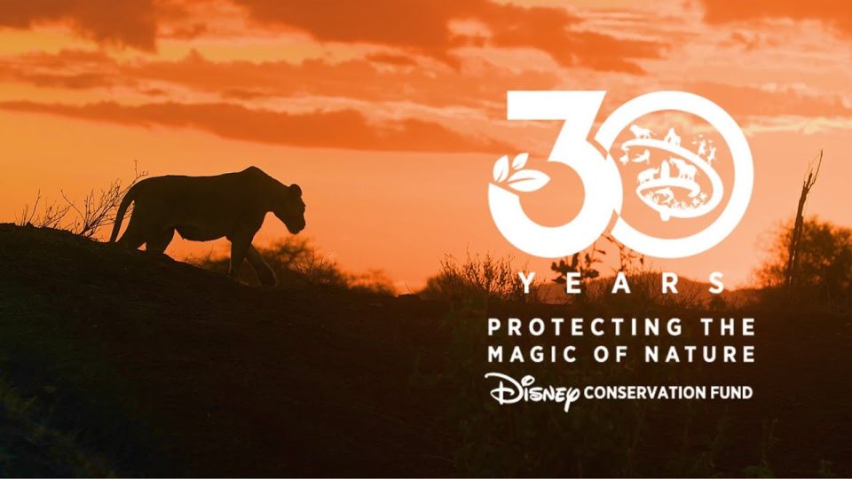 fonds conservation disney 30
