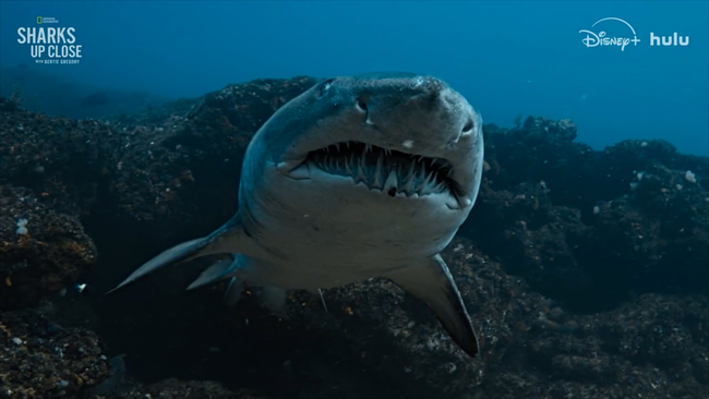 requins bertie gregory