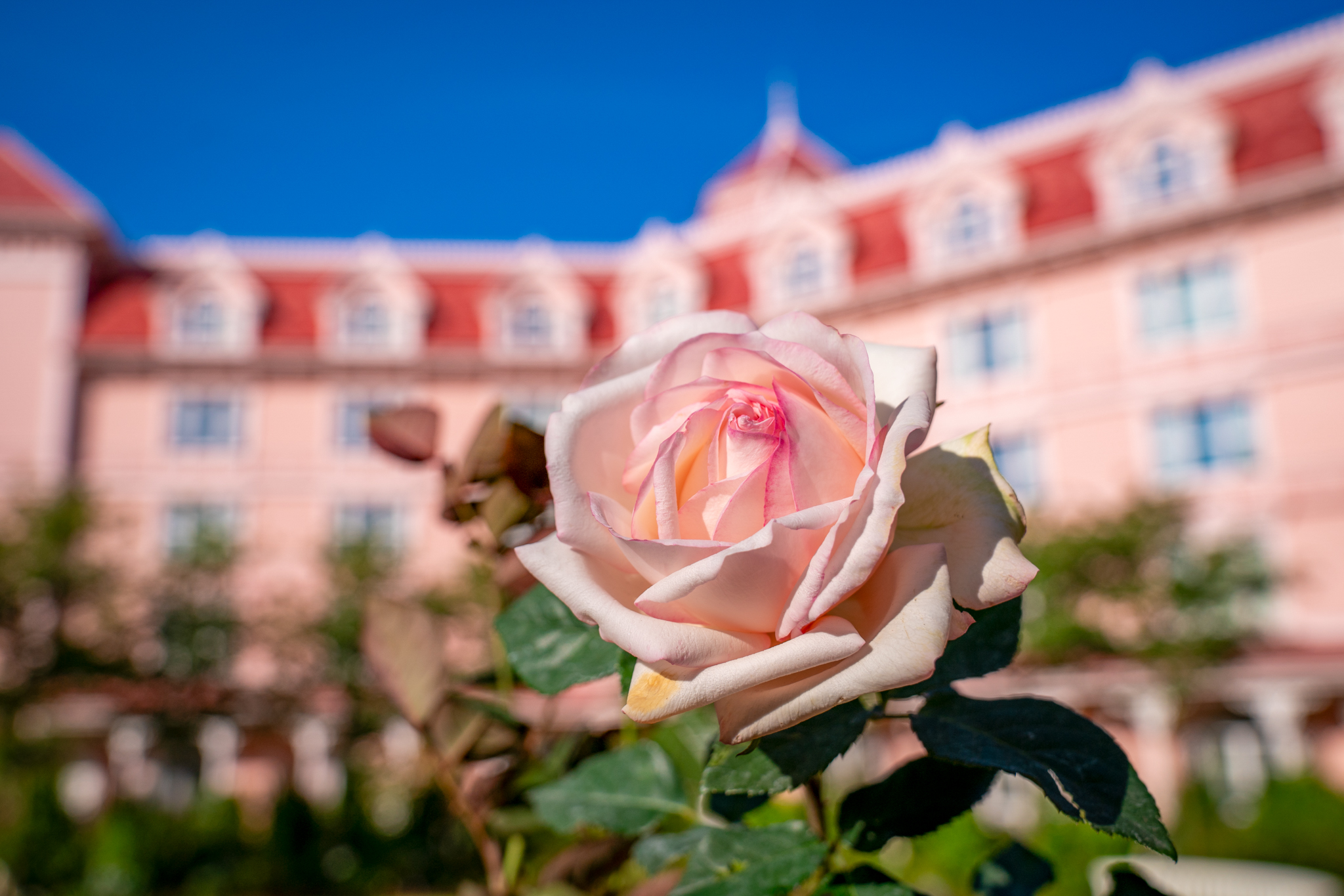 rose disneyland hotel