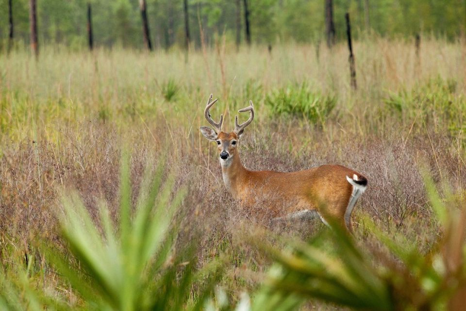 Disney Wilderness Preserve