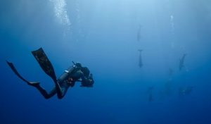 au plus près des dauphins avec bertie gregory