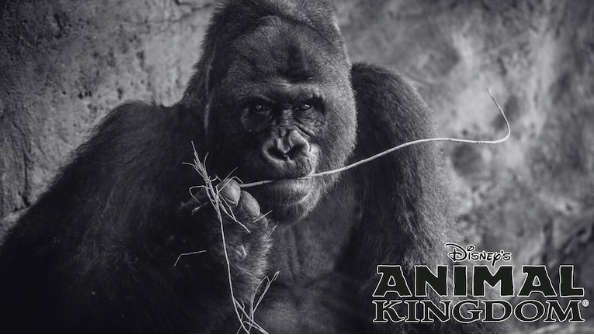 gorille animal kingdom