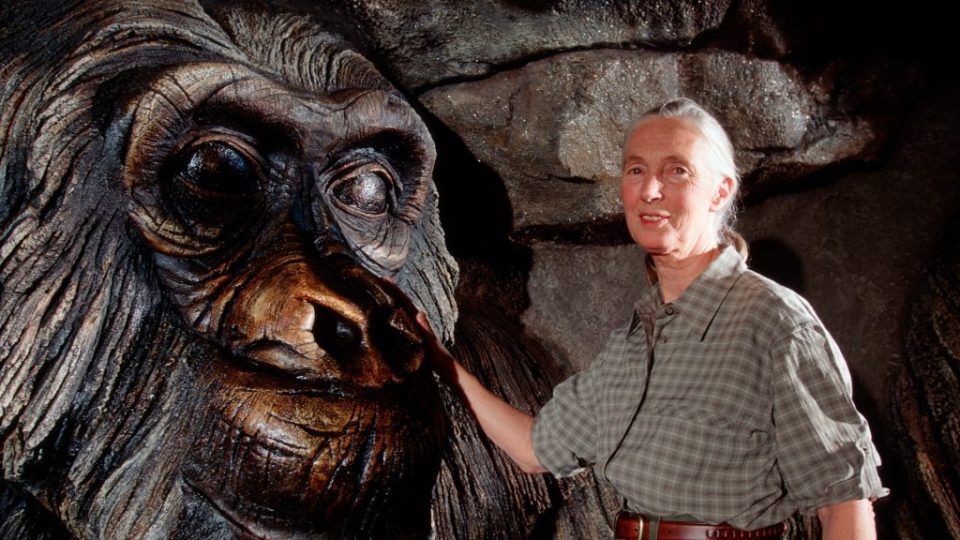 jane goodall