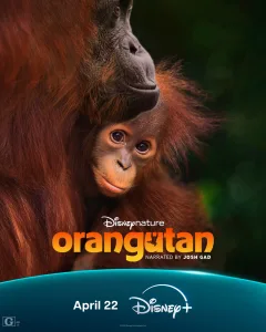 orang-outan affiche