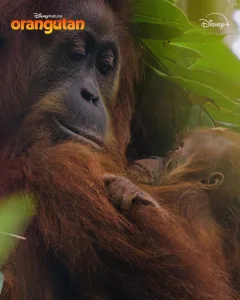 orangutan disneynature movie