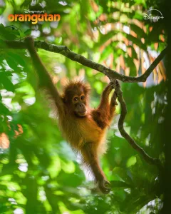 orangutan disneynature