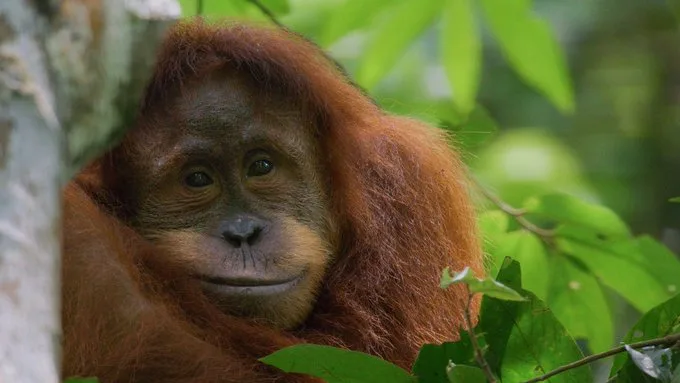 orangutan disney