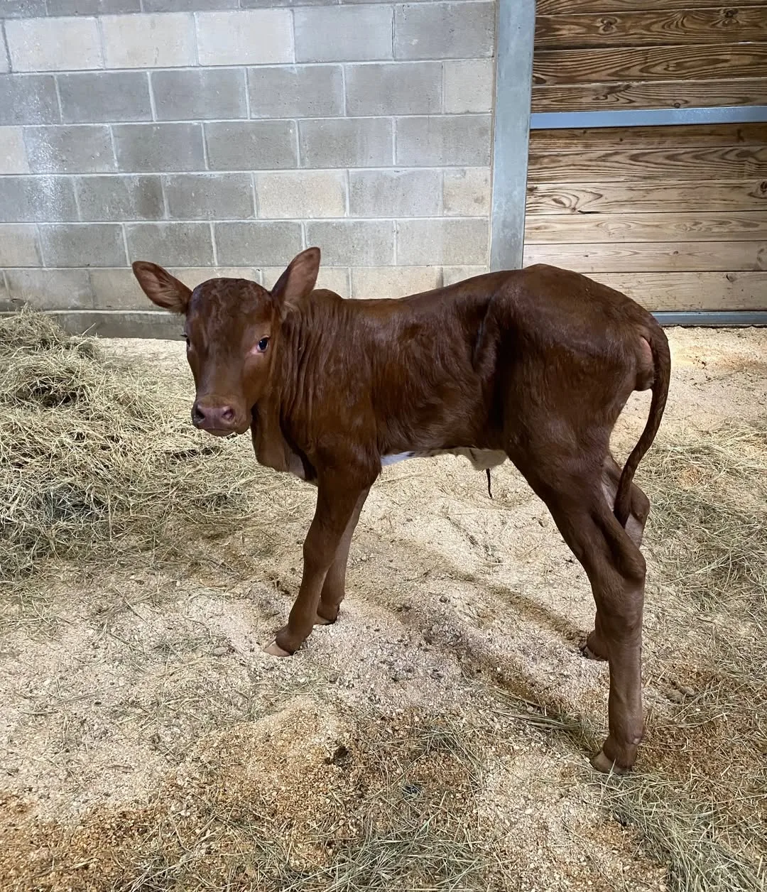 veau ankole