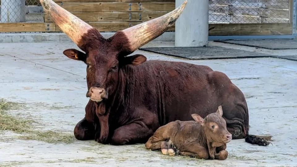 veau ankole