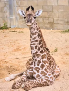 girafe animal kingdom