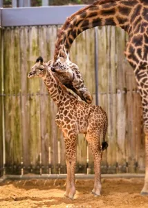 girafe animal kingdom