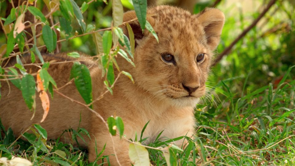 jon favreau roi lion
