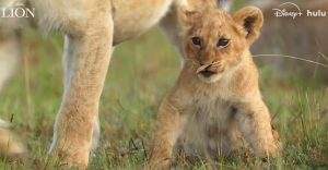 lion natgeo